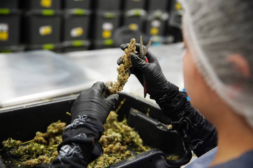 a woman trimming cannabis